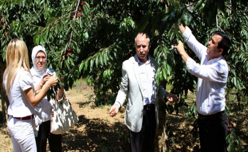 Küçükaydın: Kirazın bölge ekonomisine katkısı çok