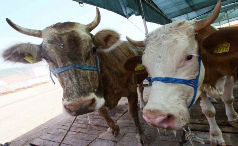 Bayraklı’da kurban alacaklara uyarılar