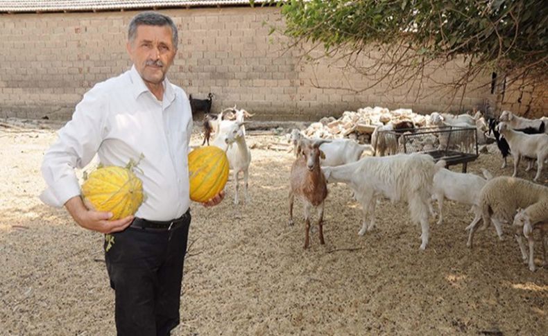 Kurbanlık teke alana kavun hediye