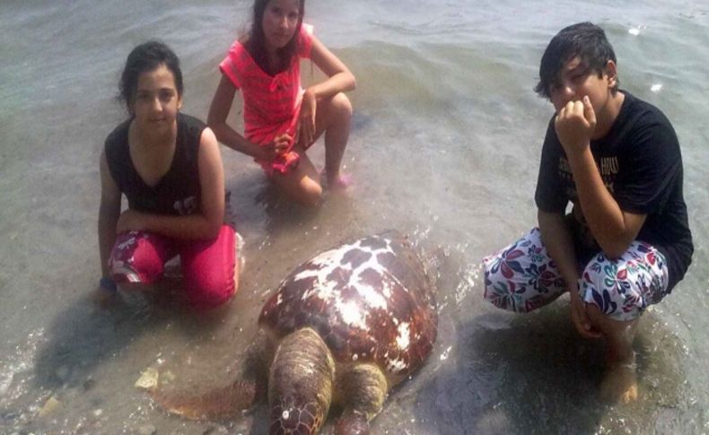 Kuşadası'nda ölü bir caretta caretta bulundu