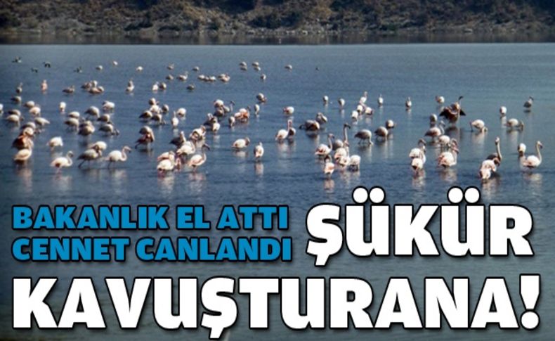 Kuşlar 'Cennet'e geri döndü!