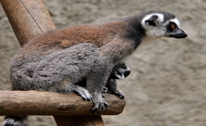 Lemurlar İzmir’i çok sevdi