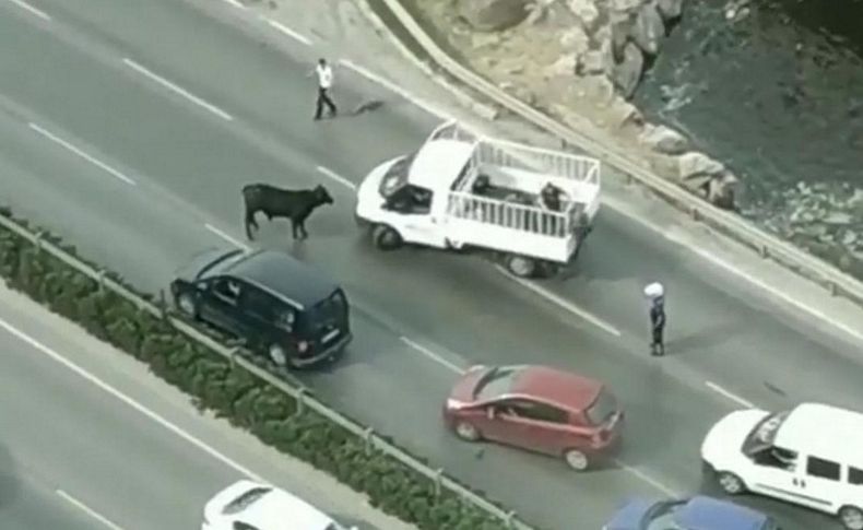 Limandan kaçan dana trafiği birbirine kattı