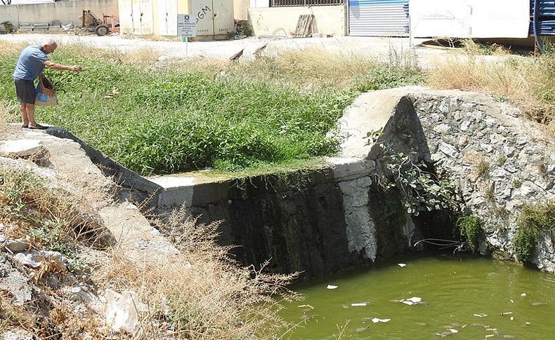 Kaplumbağalar kurumasın diye her gün 50 kilometre yol gidiyor