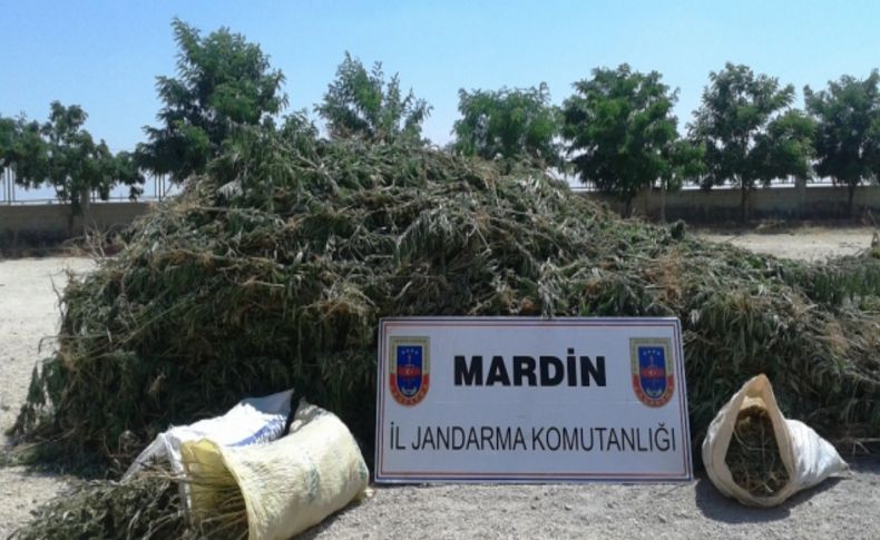 Mardin’de 6 bin 300 kök Hint keneviri ele geçirildi