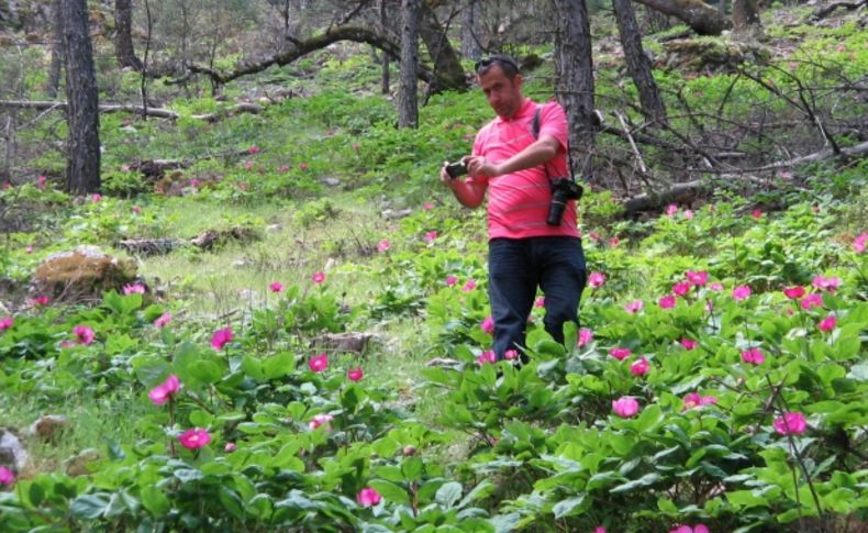 Marmaris'te ayı gülleri çiçek açtı