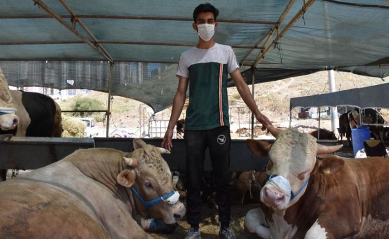 Maske zorunluluğunu hatırlatmak için boğalarına maske taktı