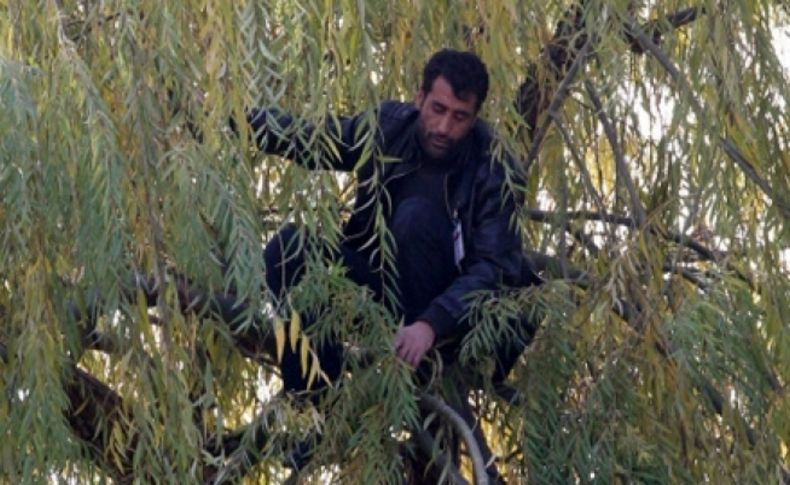 Meclis'te ağaca tırmandı
