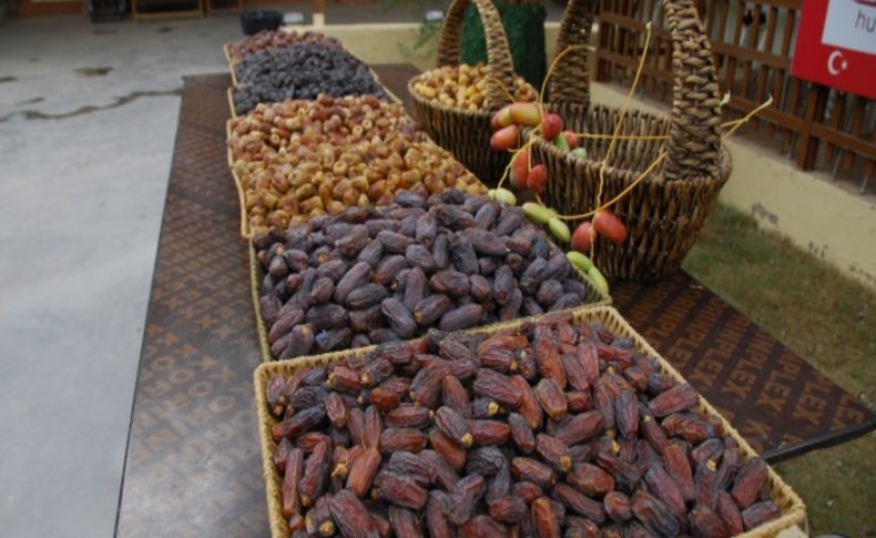 Medine'de hurma hasadı başladı (Özel)