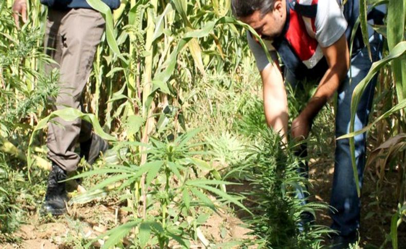 Mısır tarlasında 11 bin 200 kök Hint keneviri ele geçirildi
