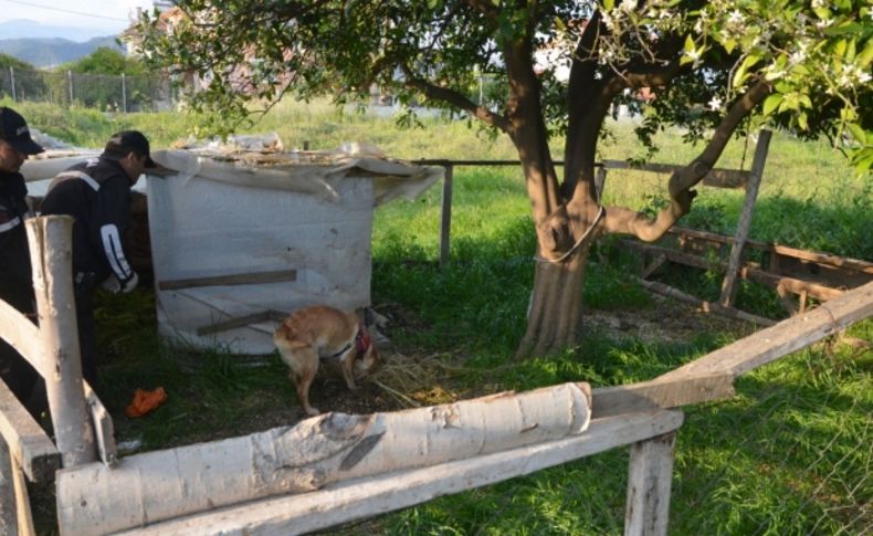 Muğla’da esrar ele geçirildi