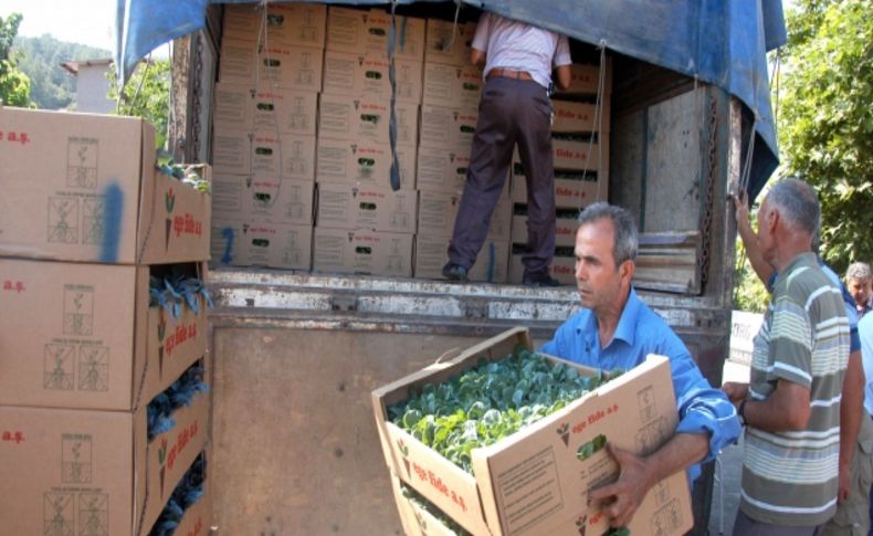 Muğla'da kışlık sebze fideleri dağıtıldı