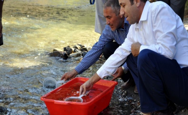 Munzur Çayı'na 75 bin yavru kırmızı benek bırakıldı