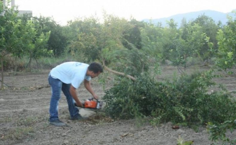 Nar para etmeyince ağaçları kesti