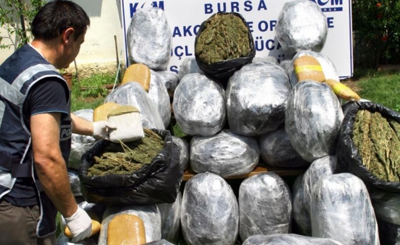 Narkotik polisi Bursa'nın rekorunu kırdı, 250 kilo esrar yakaladı
