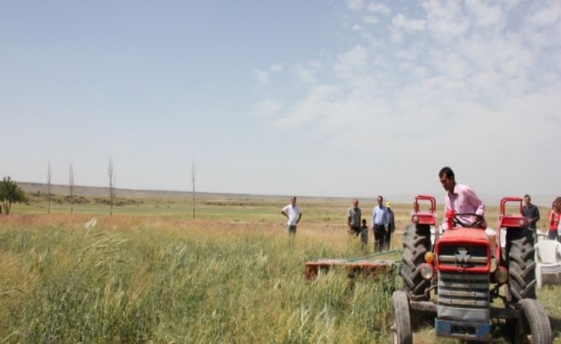 Nevşehirli çiftçiler Macar fiği ile üç katı verim yakaladı