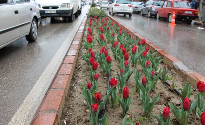 İstanbul’un laleleri Ödemiş’te açtı