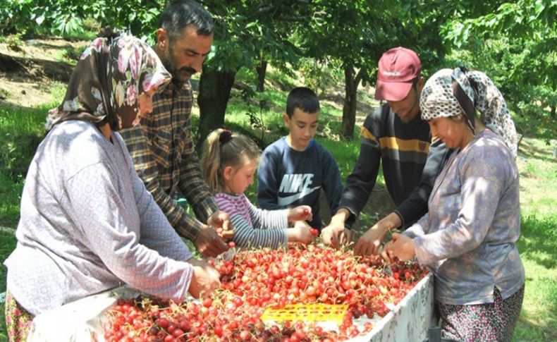 Ödemiş'te Napolyon kirazı, üreticinin yüzünü güldürdü