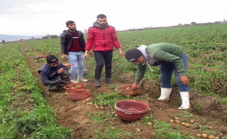 Ödemiş'te yağışlar patates üreticilerini etkiledi