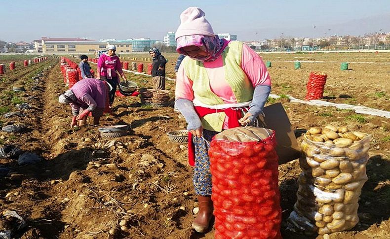 Ödemişli patates üreticisi, fiyat artışının nedenini açıkladı