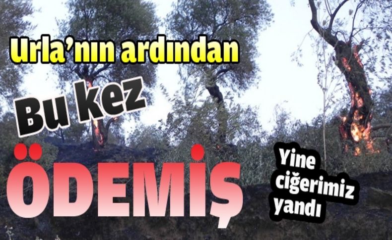 Ödemiş'te 4 hektar zeytinlik alan yandı