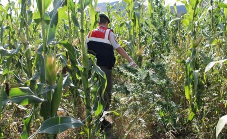 İzmir'de Jandarmadan zehir tacirlerine darbe