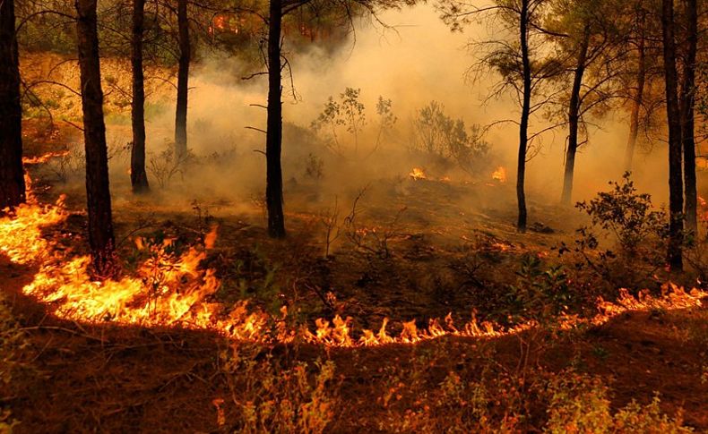 Orman Bölge Müdürü'nden yangın uyarısı