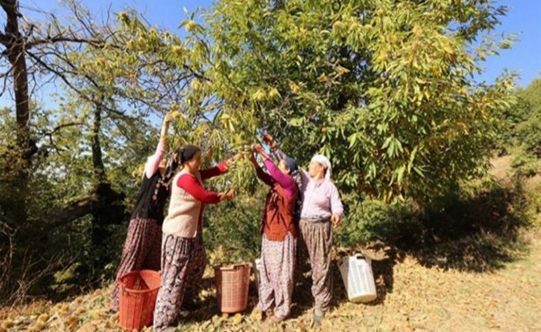 Orman devletin, kestanelerin hasadı ve satışı vatandaşların