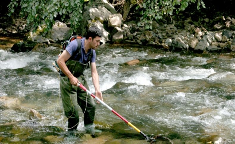 Orman içi sulardan 4 bin 27 adet anaç balık toplandı