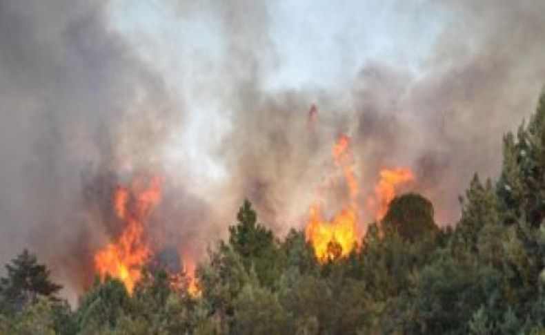 Orman yangınında 40 hektar kül oldu