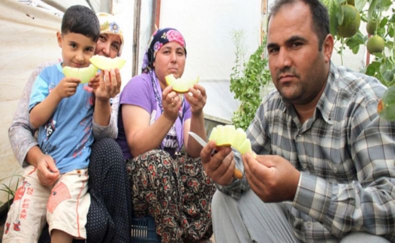 'Örtüaltı kavun, fiyat açısından üreticiyi memnun ediyor'