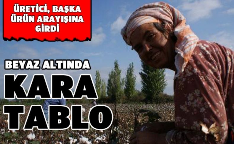 Pamuk üreticisi sıkıntıda