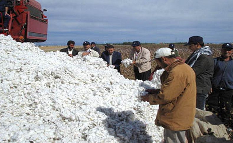 Pamukta tüketim ve talep artıyor