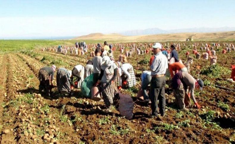 'Sarıkız patatesi'nde buruk hasat