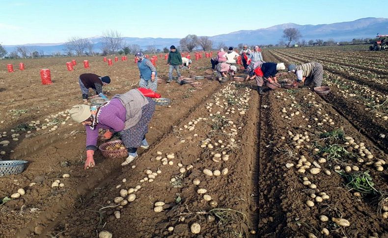 Patates telaşı! Bir an önce hasat etmeleri gerekiyor, yoksa..