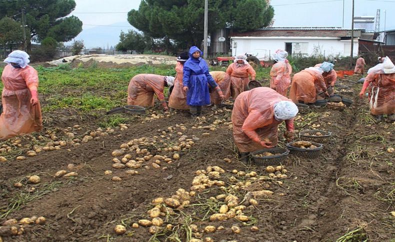 Patates üreticisine yağmur engeli