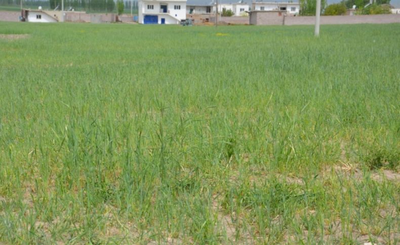 Patatese alternatif olarak ekilen buğday, elektrik problemi yüzünden kuruyor