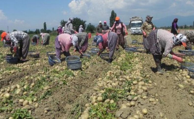 Patates üreticisinden fiyatlara müdahale talebi