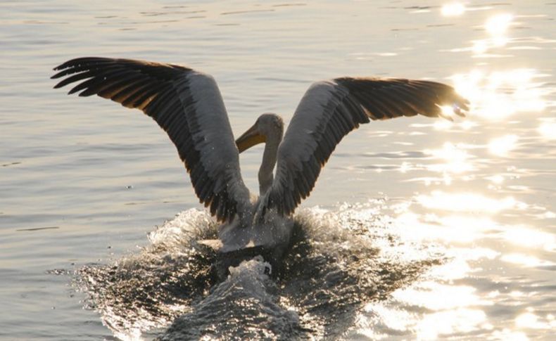 İzmir'in pelikanları