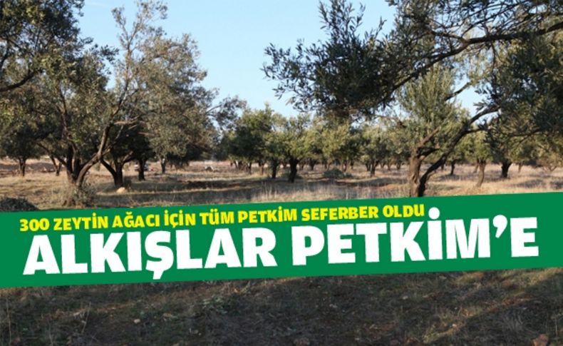 Petkim 40 yıllık zeytin ağaçlarını kurtardı