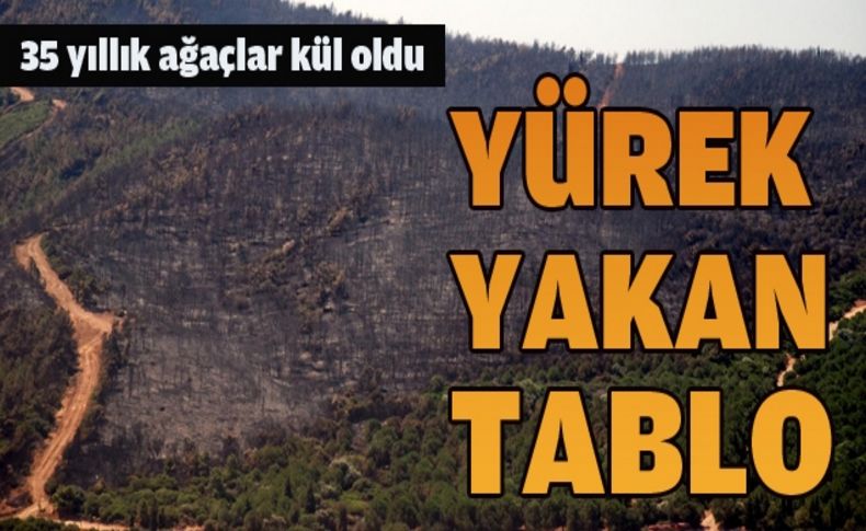 PETKİM güvenlik sahası içinde çıkan orman yangınının acı tablosu