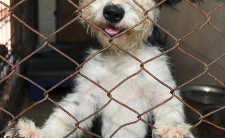 Petshop sahiplerine hayvan davranışları ve bakımı eğitimi verilecek