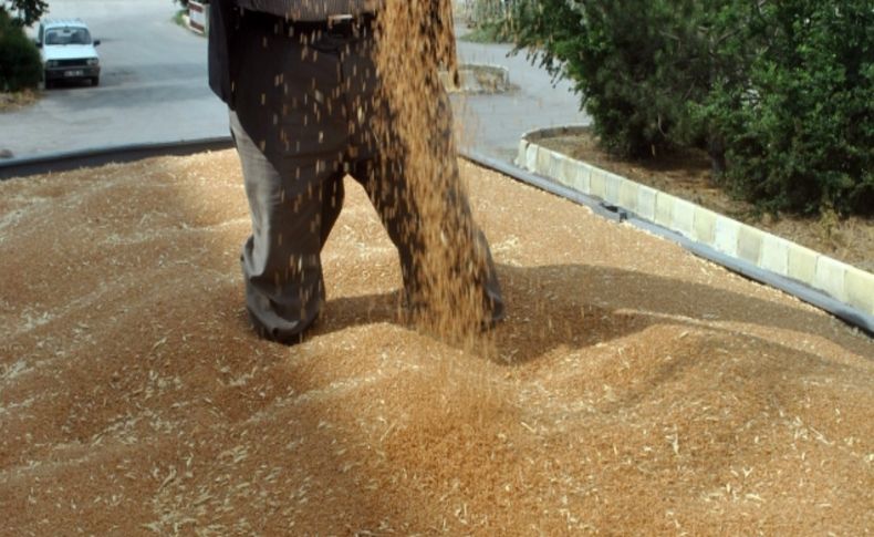 Polatlı'da yeni hasat buğday 5,5 TL’den alıcı buldu