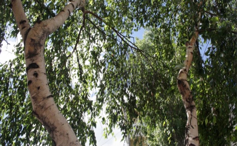 'Polen, alerji olmaktan çıkıp can alıcı boyuta kadar ulaşıyor'