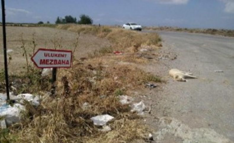 Ulekent'te köpek katliamı