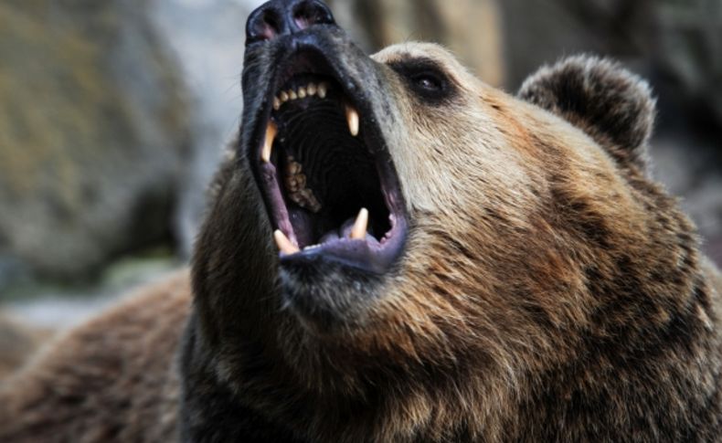 Rusya’da ayılar kış uykusundan uyandı, nüfusları artıyor