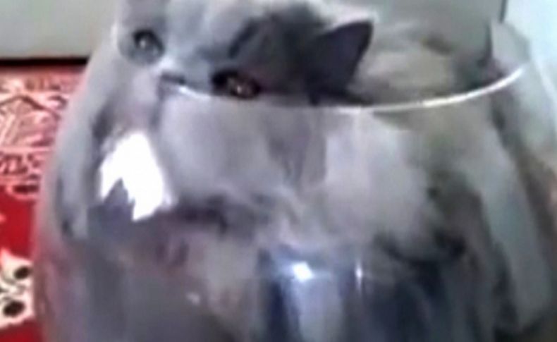 Rusya’da balık olmaya özenen kedi internetin gözdesi