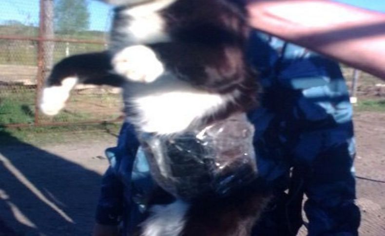 Rusya'da cezaevine 2 cep telefonu sokmaya çalışan kedi yakalandı