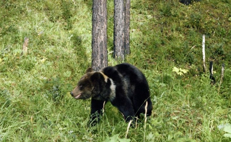 Rusya’da jeologlar ayı saldırısına uğradı; biri öldü, biri yaralandı