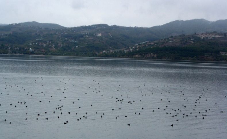 Sapanca Gölü, güneye göç eden kuşları ağırlıyor